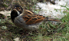 Reed Bunting (Male)